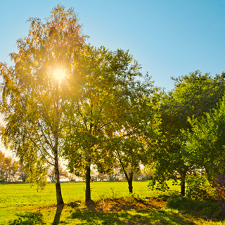 Gedenkbaum-Gruppe von Michiel Steyn and Nicolas Biegman für Gerhard L. Dunstheimer 