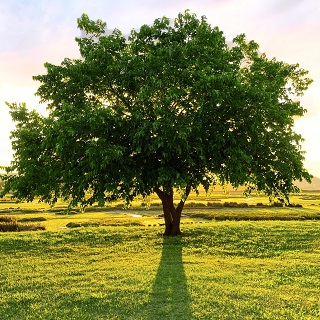 Gedenkbaum von  für Volker Rohleder 